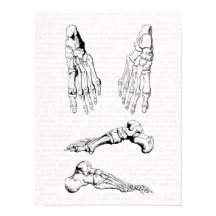 Antiguo arte médico Hueso de la anatomía humana de