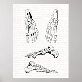 Antiguo arte médico Hueso de la anatomía humana de