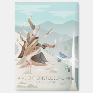 Antiguo imán de refrigerador de pino de Bristlecon