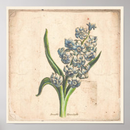 Antiguo Poster de impresión botánica Hyacinth Bloo