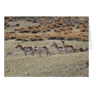 Antílope de Pronghorn