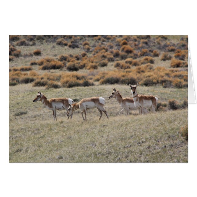 Antílope de Pronghorn (Anverso (Horizontal))