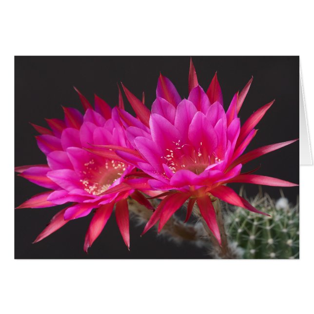 Antimateria dos veces (Anverso (Horizontal))