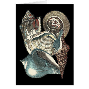 Antología de las conchas marinas