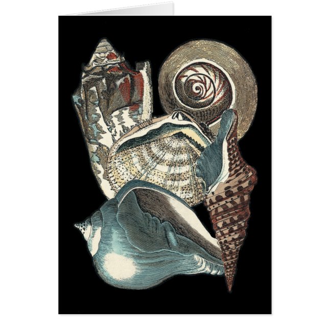 Antología de las conchas marinas (Frente)