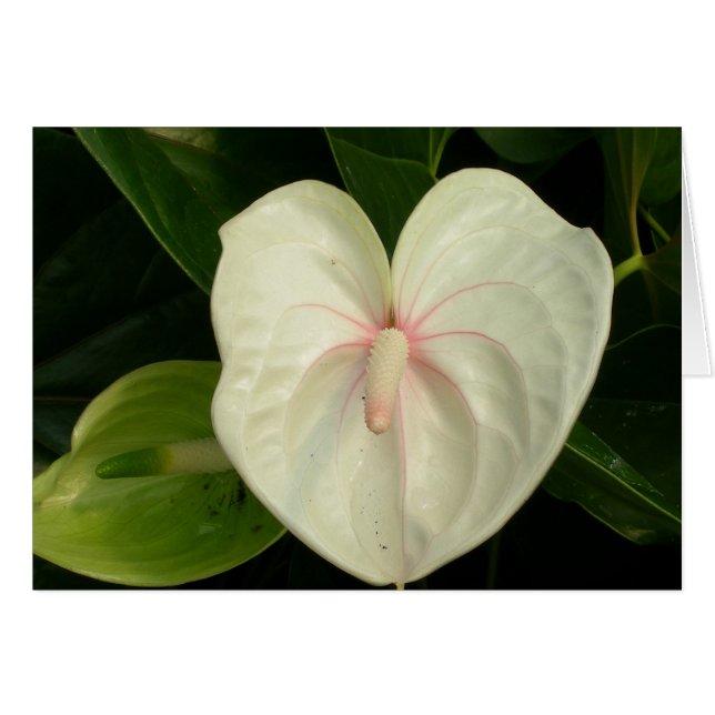 Antrurio blanco Hawaii (Anverso (Horizontal))