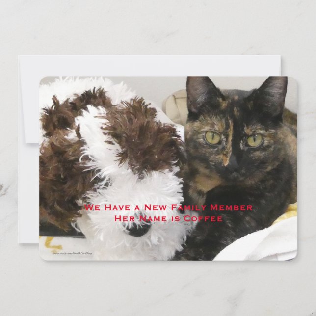 Anuncio Adopción de un gato Mascota, nombre, su foto, (Anverso)