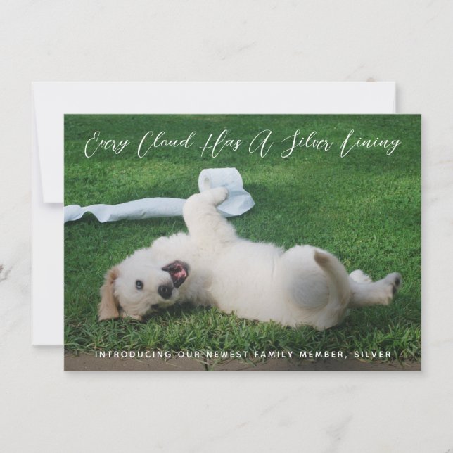 Anuncio Adopción del Mascota de fotografía Silver Lining (Anverso)