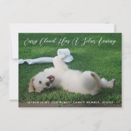 Anuncio Adopción del Mascota de fotografía Silver Lining