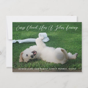 Anuncio Adopción del Mascota de fotografía Silver Lining