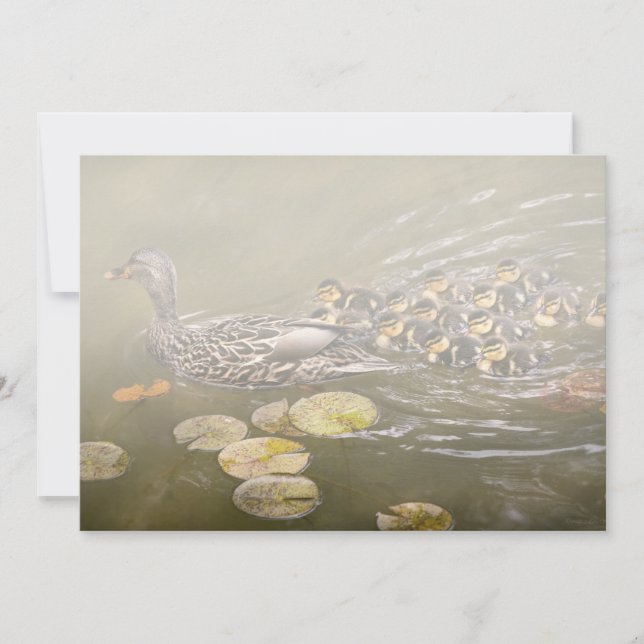 Anuncio Animal - Ducks - Swim like a duck (Anverso)