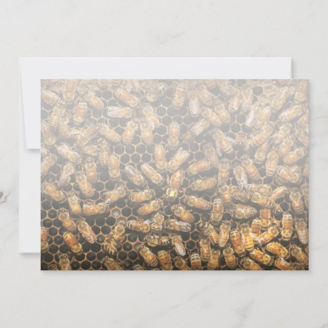 Anuncio Apiario - Abeja - Un granizo a la reina (Anverso)