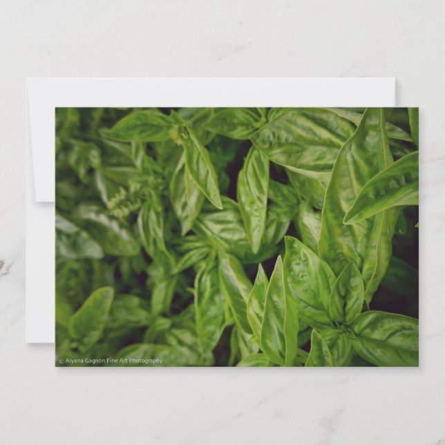 Anuncio Basil Bella Artes (Anverso)