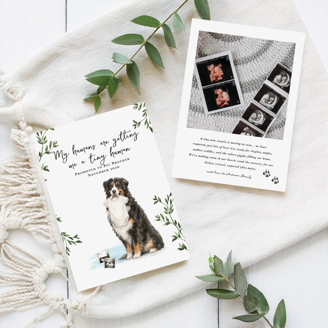 Anuncio Bernese Mountain Dog Pregnancy Announcement (Subido por el creador)