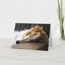 Borzoi en Slumber