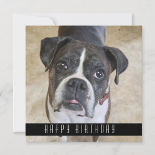Anuncio Boxer Happy Birday From Dog Birday Card