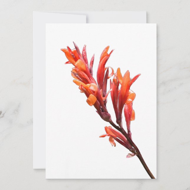 Anuncio Canna de floración (Anverso)