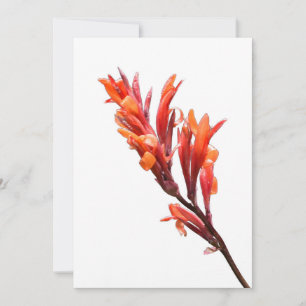 Anuncio Canna de floración