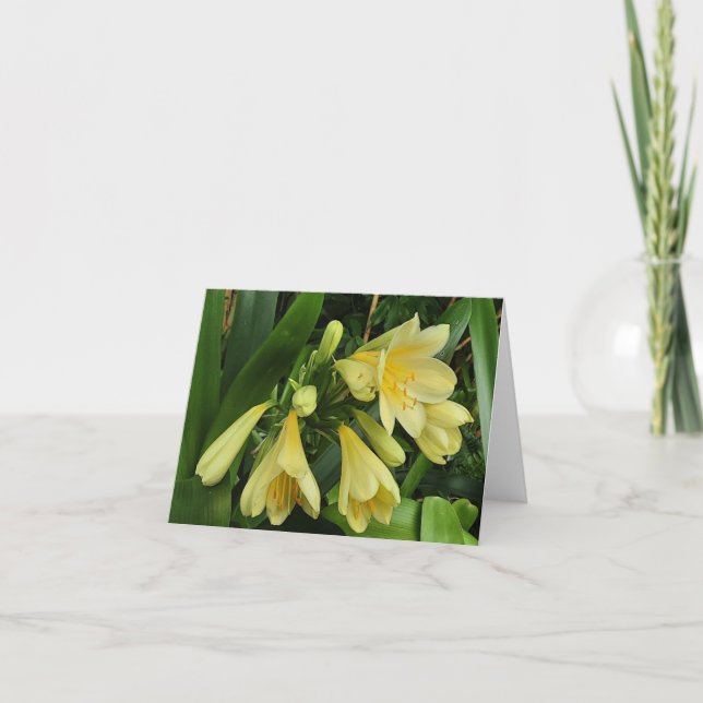 Anuncio Clivias amarillas limoneras (Anverso)