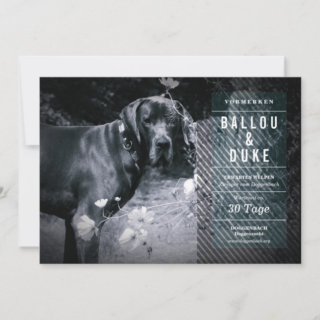 Anuncio de cachorros (Anverso)