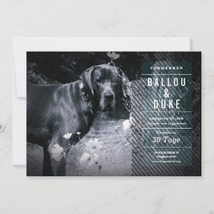 Anuncio de cachorros