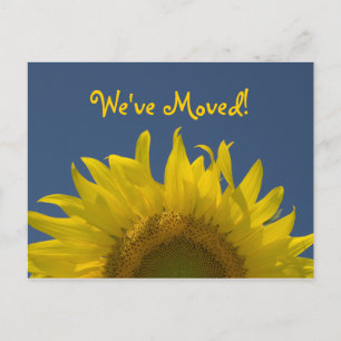 Anuncio de cambio de dirección de Sunflower Rising