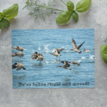 Anuncio de manada de gansos voladores en movimient