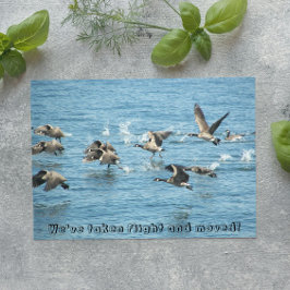 Anuncio de manada de gansos voladores en movimient