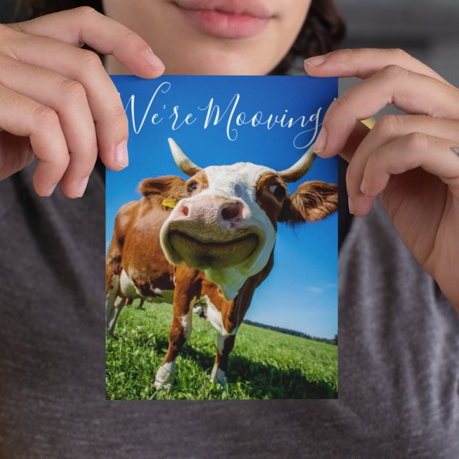 Anuncio divertido de mudanza de vaca (Subido por el creador)
