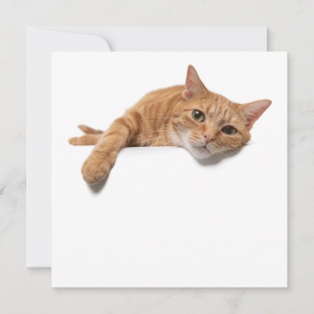 Anuncio El gato del naranja está tumbado (Anverso)