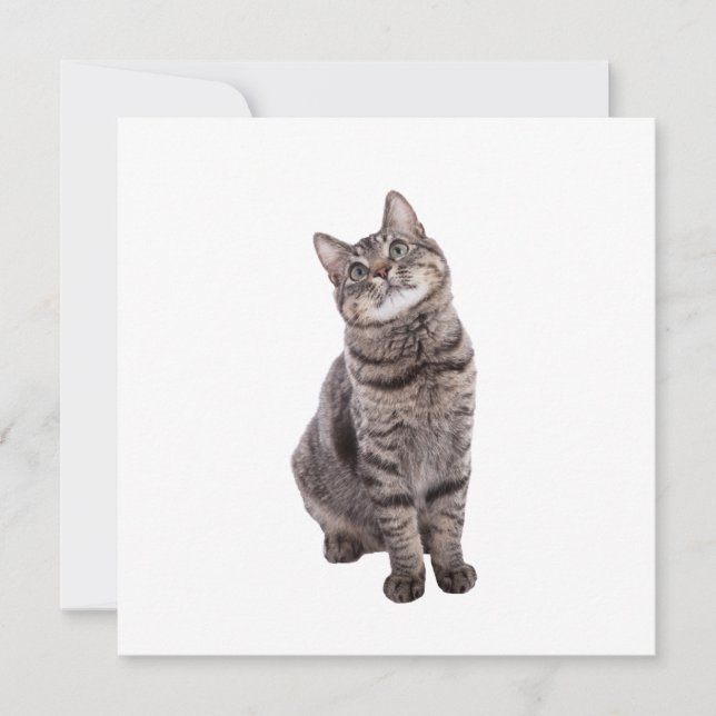 Anuncio Gato de tabla de corte (Anverso)