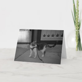 Anuncio Gato urbano Vibes notecard