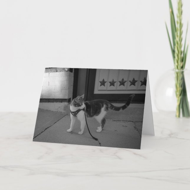 Anuncio Gato urbano Vibes notecard (Anverso)