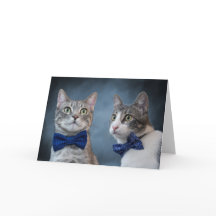 Gatos de Debonair en los bolos