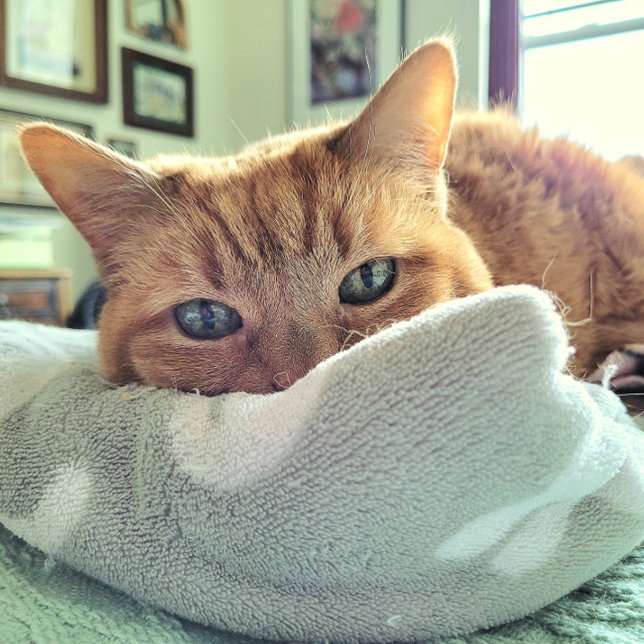 Anuncio Ginger Cat dice sentirse mejor pronto (Subido por el creador)