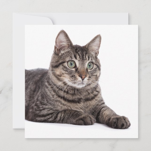 Anuncio Gray Tabby Cat (Anverso)