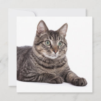 Anuncio Gray Tabby Cat