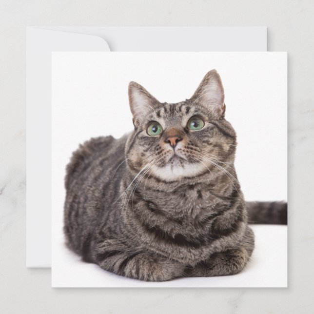 Anuncio Gray Tabby Cat (Anverso)