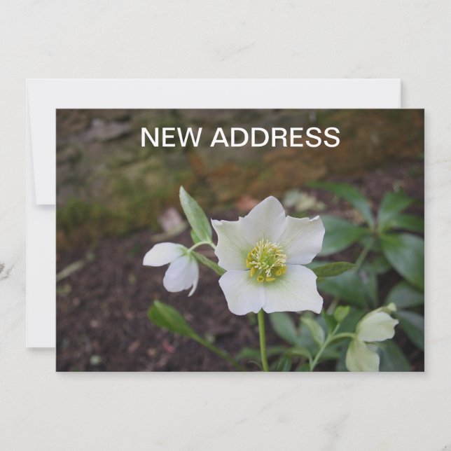 Anuncio Hermosa dirección de flor de primavera nueva (Anverso)