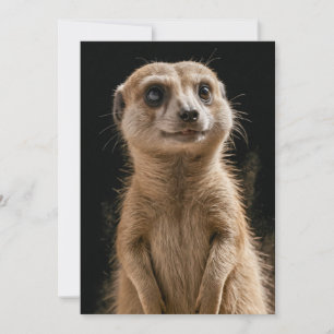 Anuncio Meerkat Wild Animal Elegant Dramatic Mist Retrato