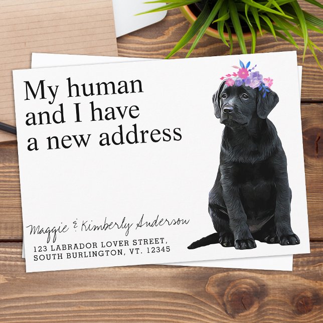 Anuncio Movimiento de perros del labrador negro (Subido por el creador)