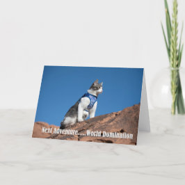 Anuncio Notecard del gato de la dominación mundial