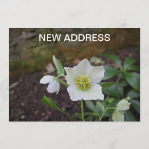 Anuncio Nueva dirección de la flor hermosa de la primavera