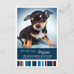 Anuncio Nuevas franjas azules masculinas Mascotas para Inv