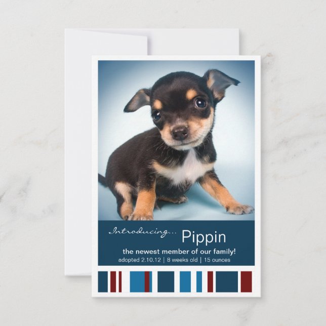 Anuncio Nuevas franjas azules masculinas Mascotas para Inv (Anverso)