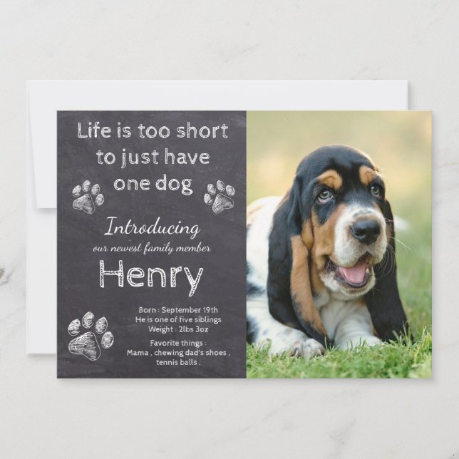 Anuncio Nuevo cachorro - Rústico Mascota foto de perro (Anverso)