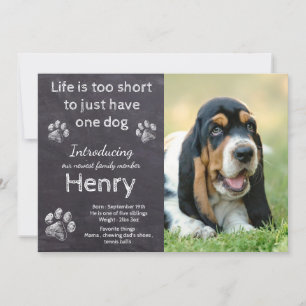 Anuncio Nuevo cachorro - Rústico Mascota foto de perro