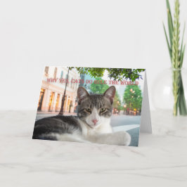 Anuncio Por qué sí, los gatos gobiernan el mundo, no