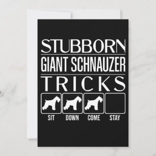 Anuncio Stubborn Giant Schnauzer Tricks, gracioso gigante