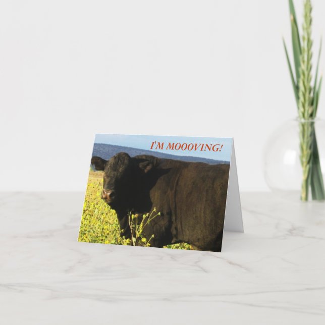 Anuncio Toro negro en flores - Cambio occidental de direcc (Anverso)